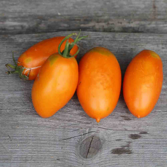 Graines de tomate orange banana bio – La Ferme de Sainte Marthe