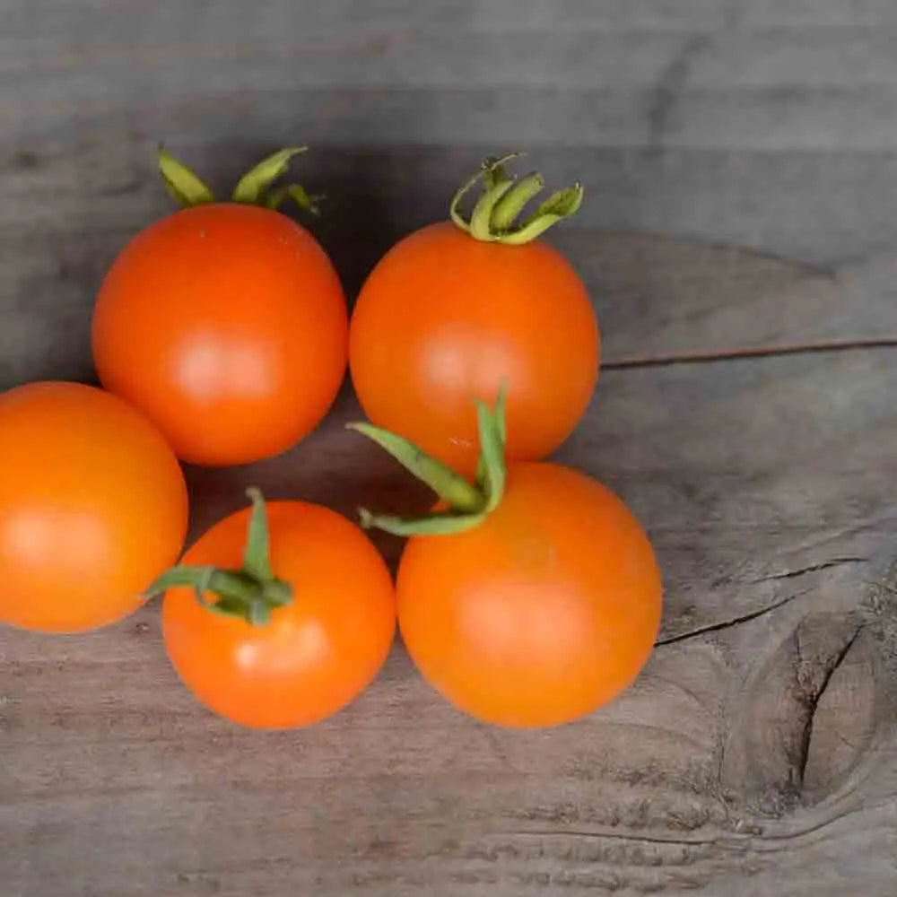 Graines de tomate orange berry bio – La Ferme de Sainte Marthe