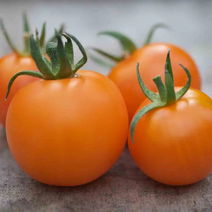 Graines de tomate orange bourgoin bio – La Ferme de Sainte Marthe