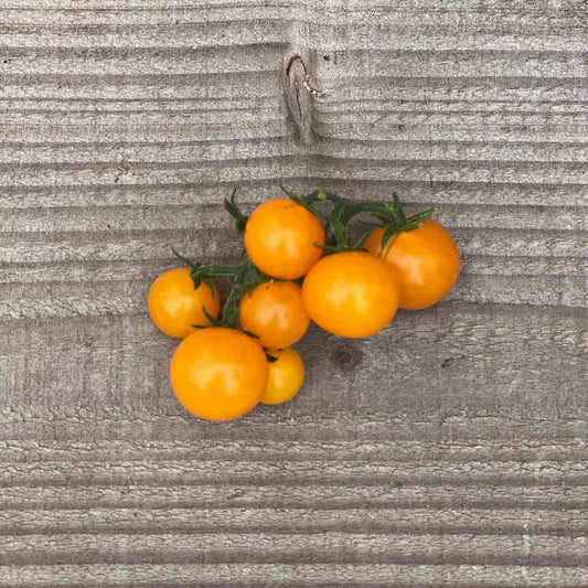 Graines de tomate orange hat bio – La Ferme de Sainte Marthe