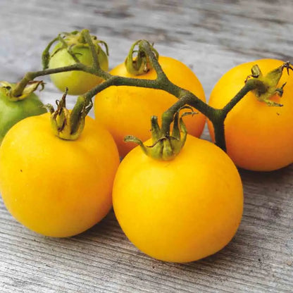 Graines de tomate pêche jaune bio – La Ferme de Sainte Marthe