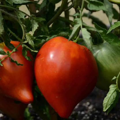 Graines de tomate petit cœur de bœuf bio – La Ferme de Sainte Marthe
