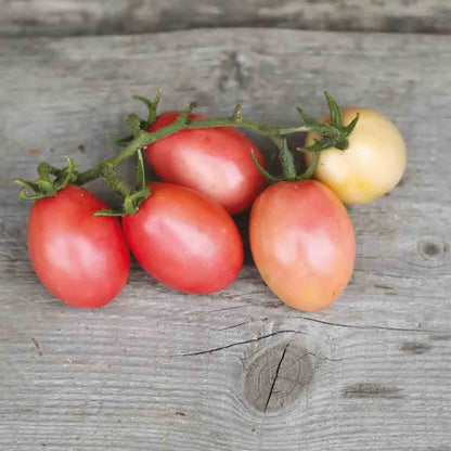 Graines de tomate pink thaï egg bio – La Ferme de Sainte Marthe