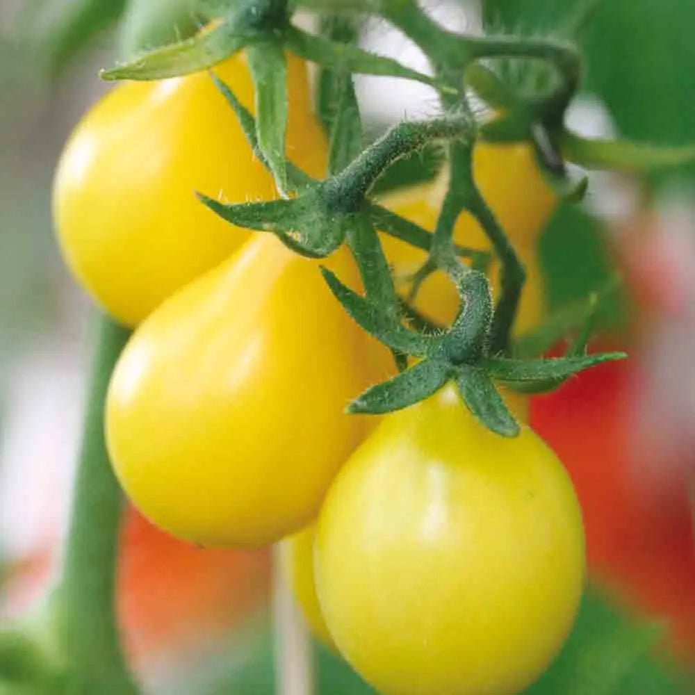 Graines de tomate poire jaune bio – La Ferme de Sainte Marthe
