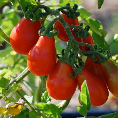 Graines de tomate poire rouge bio – La Ferme de Sainte Marthe
