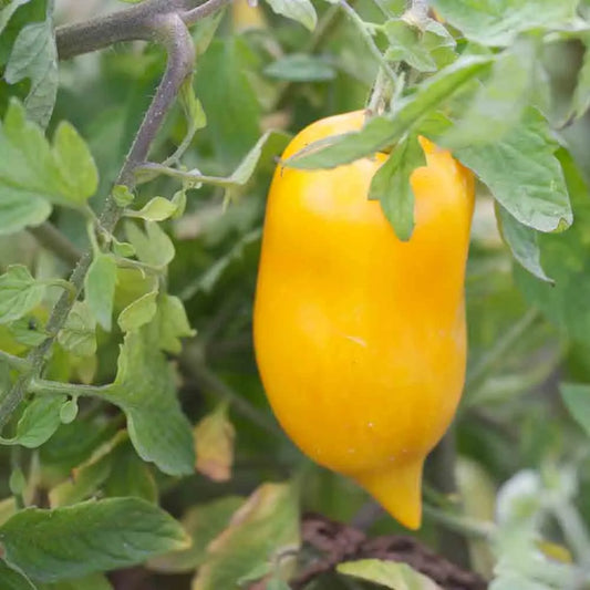 Graines de tomate poivron jaune bio – La Ferme de Sainte Marthe