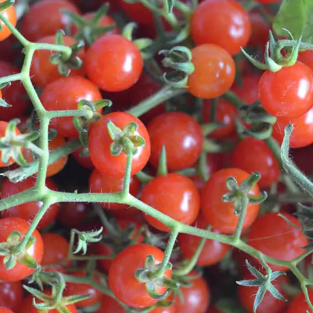 Graines de tomate pokusa bio – La Ferme de Sainte Marthe