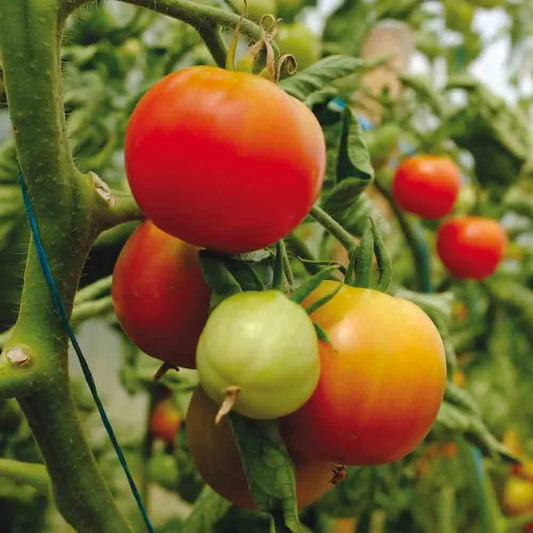 Graines de tomate précoce de quimper bio – La Ferme de Sainte Marthe
