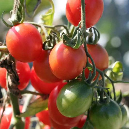 Graines de tomate prince borghese bio – La Ferme de Sainte Marthe