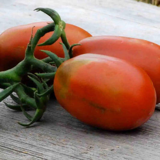 Graines de tomate prune noire bio – La Ferme de Sainte Marthe