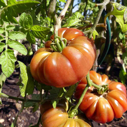 Graines de tomate purple calabash bio – La Ferme de Sainte Marthe