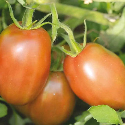 Graines de tomate purple russian bio – La Ferme de Sainte Marthe