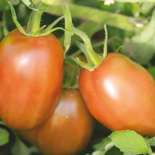 Graines de tomate purple russian bio – La Ferme de Sainte Marthe
