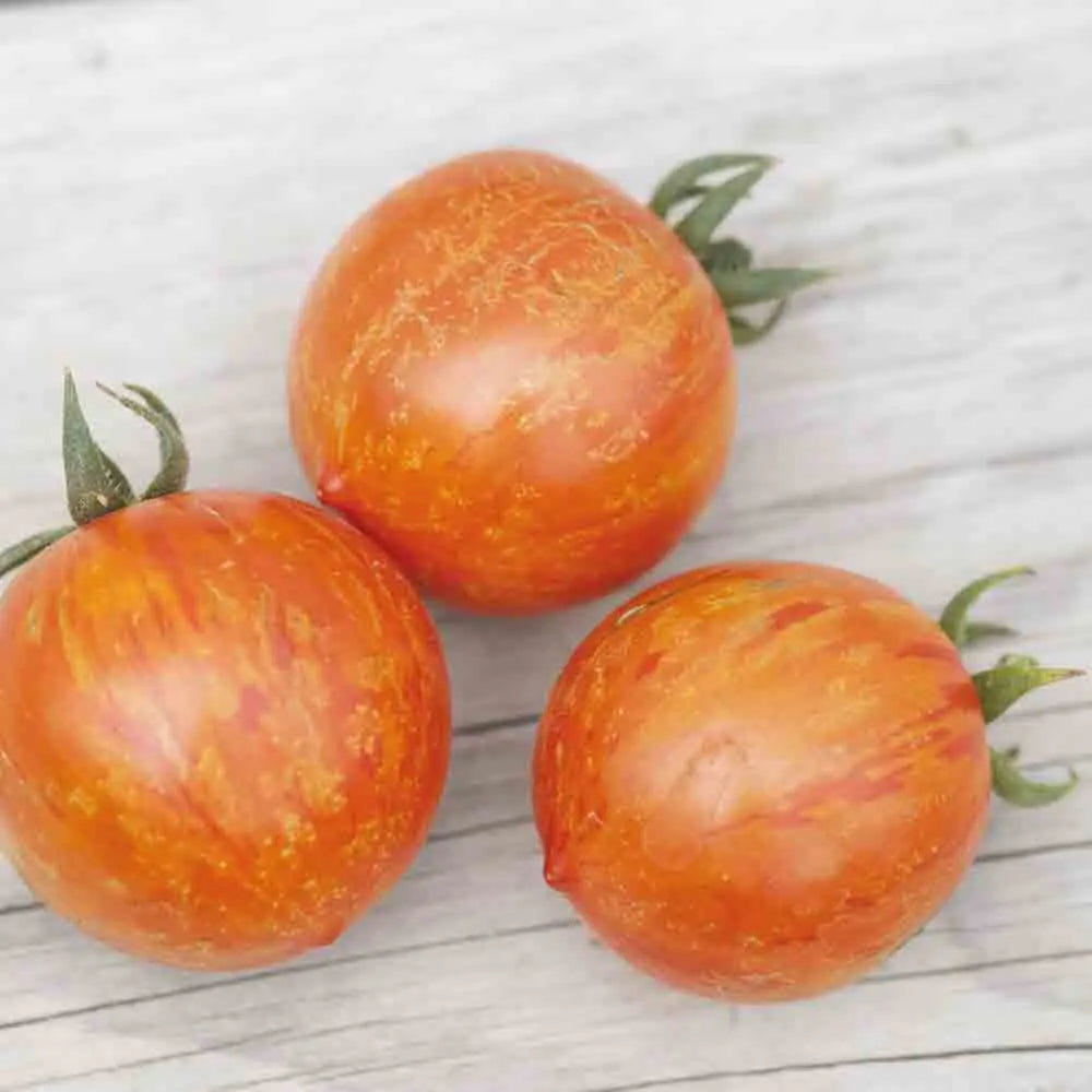 Graines de tomate red zebra bio – La Ferme de Sainte Marthe