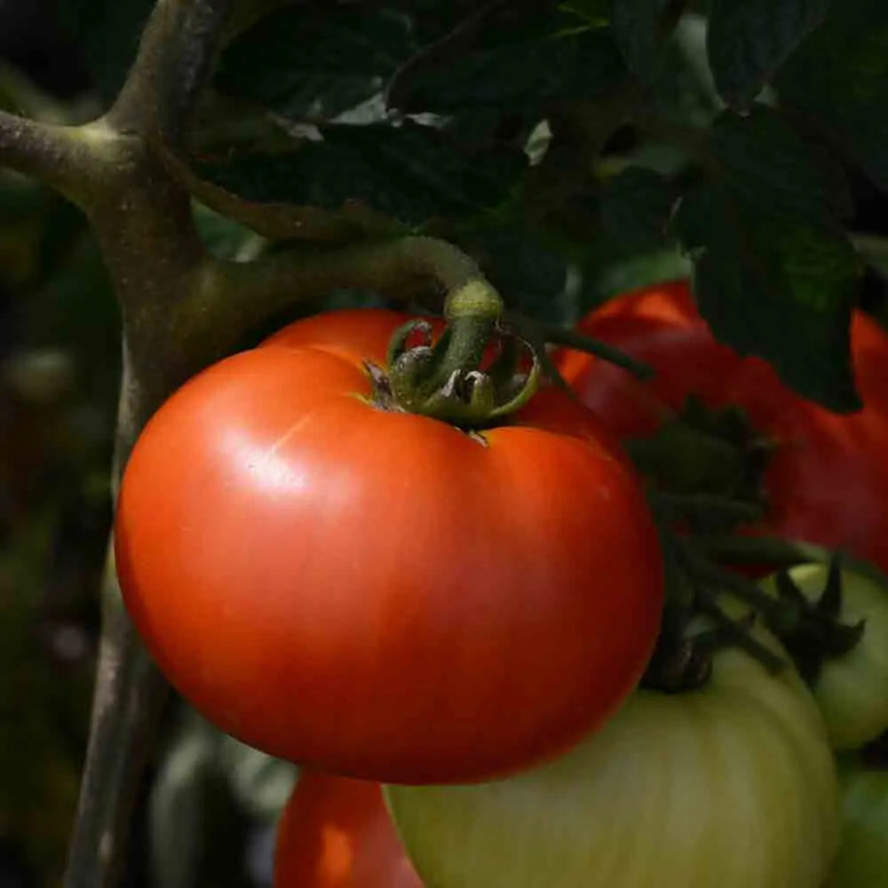 Graines de tomate reine de sainte marthe bio – La Ferme de Sainte Marthe