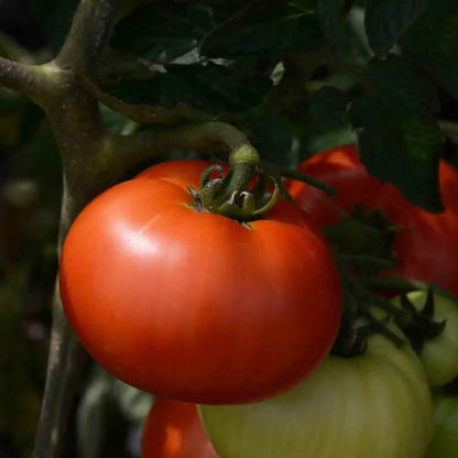 Graines de tomate reine de sainte marthe bio – La Ferme de Sainte Marthe