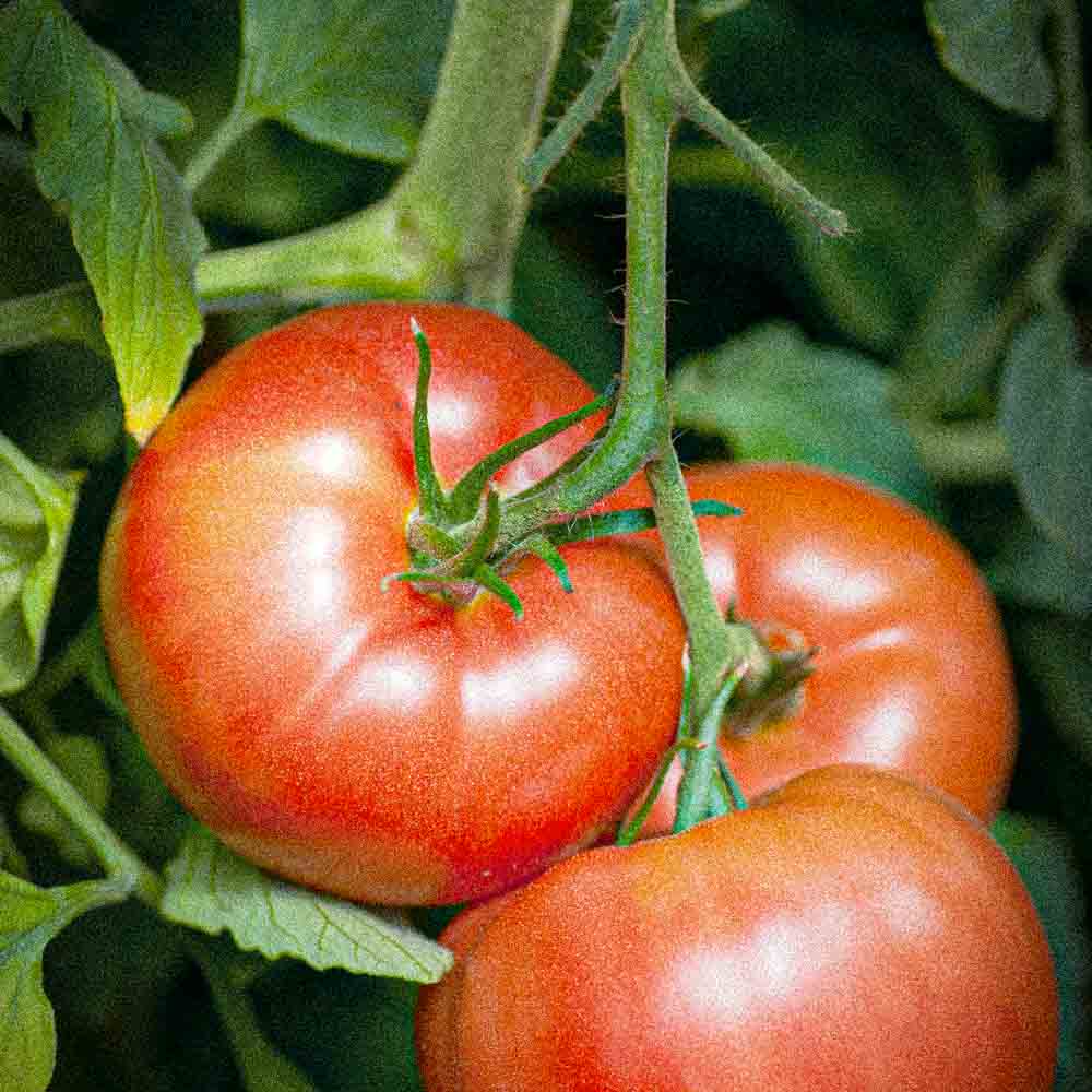Graines de tomate reine des hâtives bio – La Ferme de Sainte Marthe