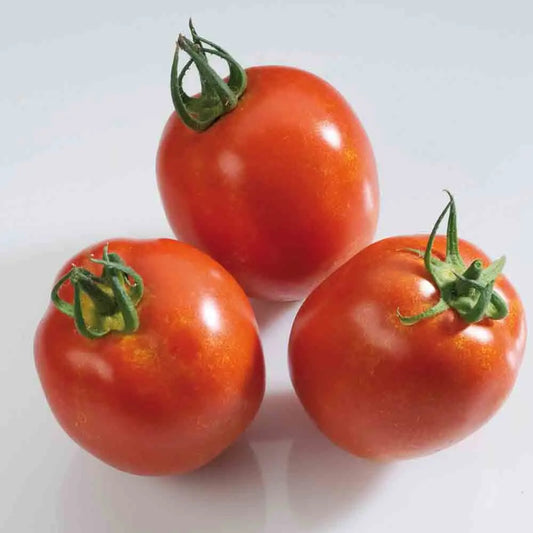 Graines de tomate rio grande bio – La Ferme de Sainte Marthe