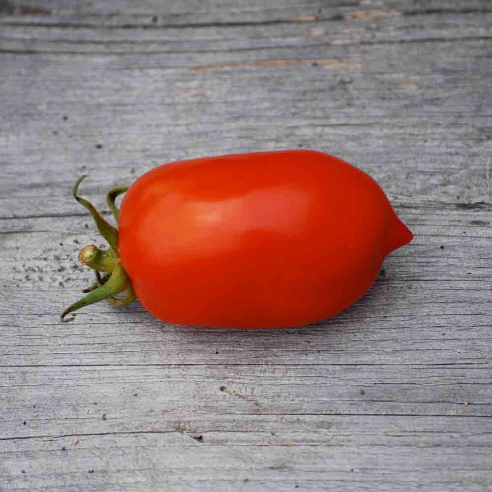 Graines de tomate roma vf bio – La Ferme de Sainte Marthe