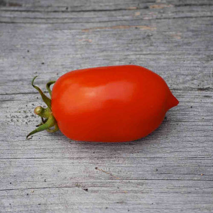 Graines de tomate roma vf bio – La Ferme de Sainte Marthe