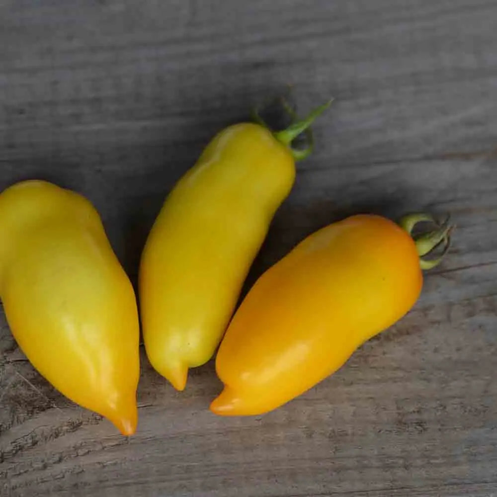 Graines de tomate roman candle bio – La Ferme de Sainte Marthe