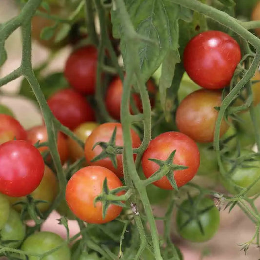 Graines de tomate rose quartz multiflora bio – La Ferme de Sainte Marthe