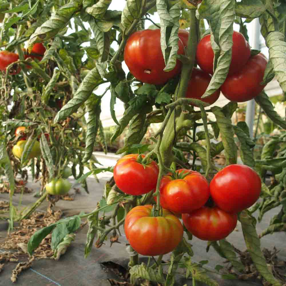 Graines de tomate rouge de namur bio – La Ferme de Sainte Marthe