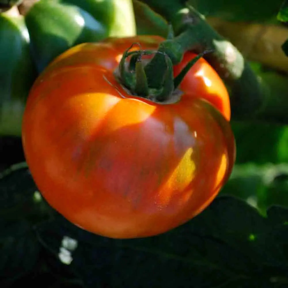 Graines de tomate royale des guineaux bio – La Ferme de Sainte Marthe