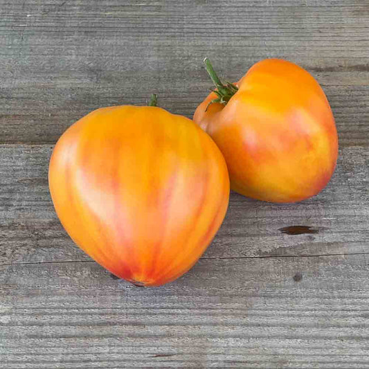 Graines de tomate russian 117 bio – La Ferme de Sainte Marthe
