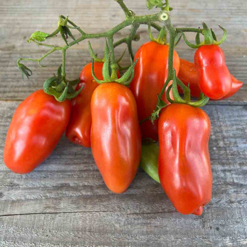 Graines de tomate san marzano 2 bio – La Ferme de Sainte Marthe