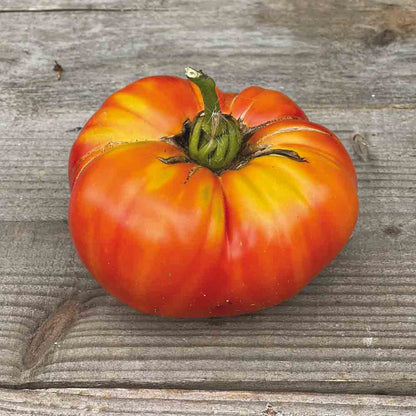 Graines de tomate striped german bio – La Ferme de Sainte Marthe