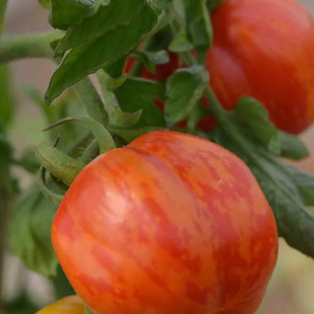Graines de tomate striped stuffer bio – La Ferme de Sainte Marthe