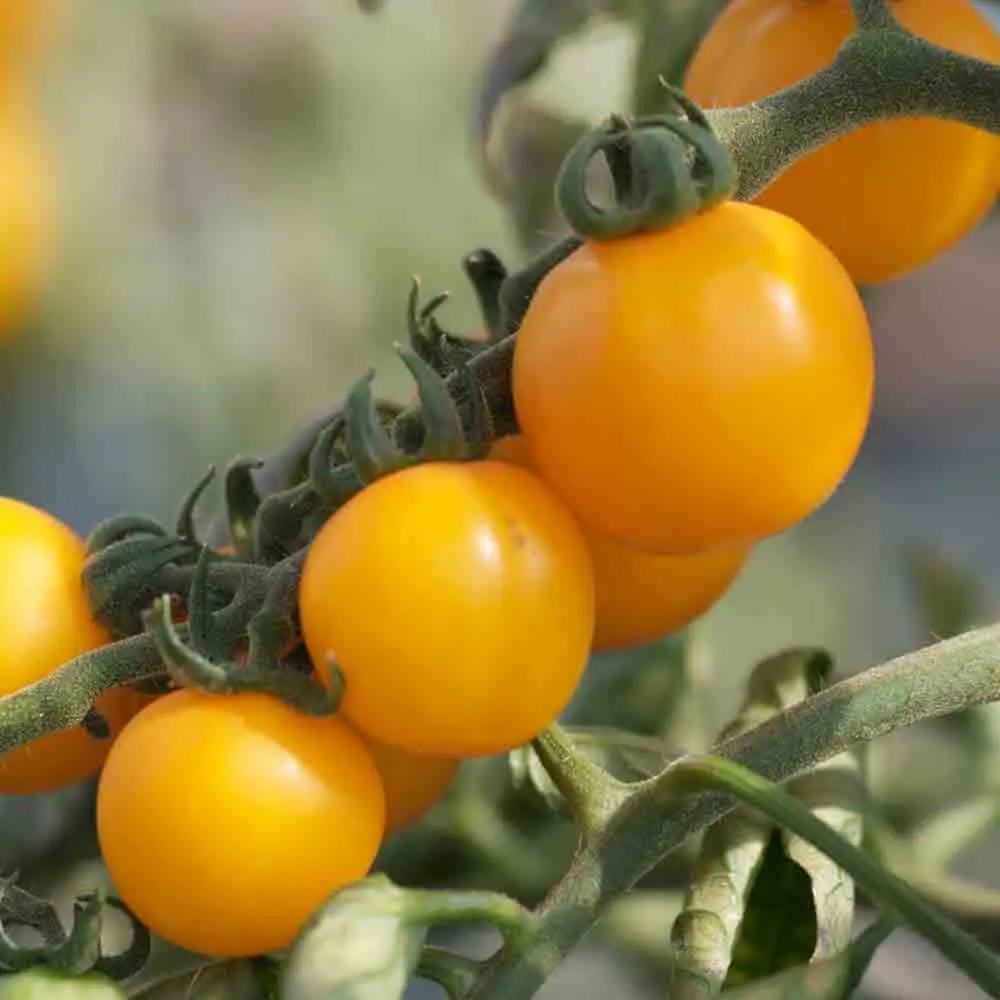Graines de tomate tangerine bio – La Ferme de Sainte Marthe
