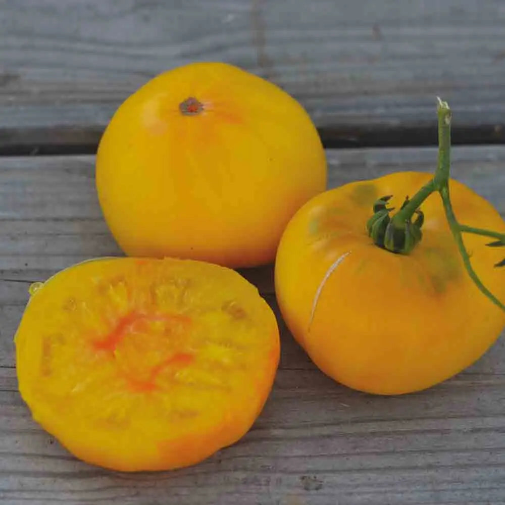 Graines de tomate tc jones bio – La Ferme de Sainte Marthe