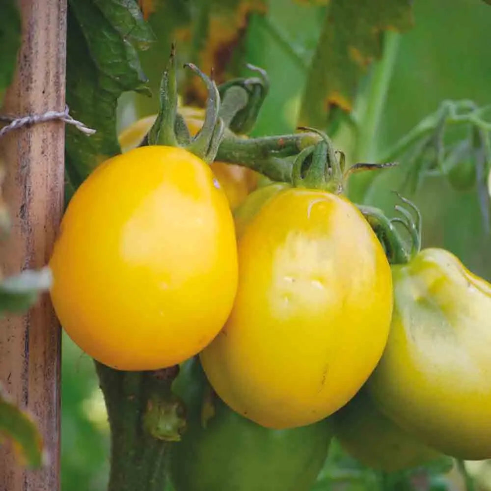 Graines de tomate téton de vénus jaune bio – La Ferme de Sainte Marthe