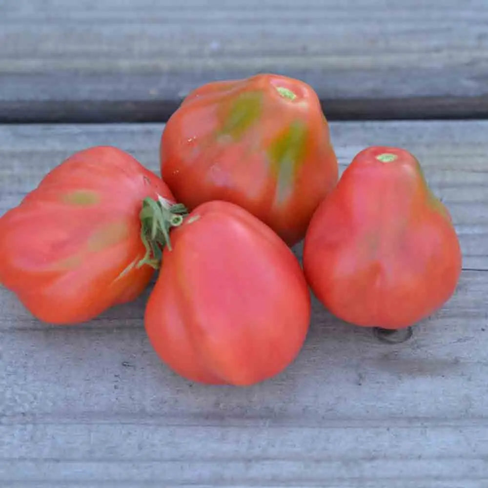 Graines de tomate tlacolula pink bio – La Ferme de Sainte Marthe