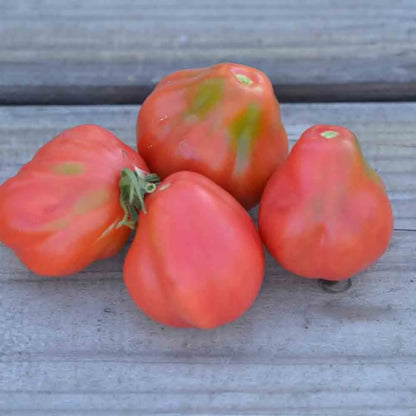 Graines de tomate tlacolula pink bio – La Ferme de Sainte Marthe