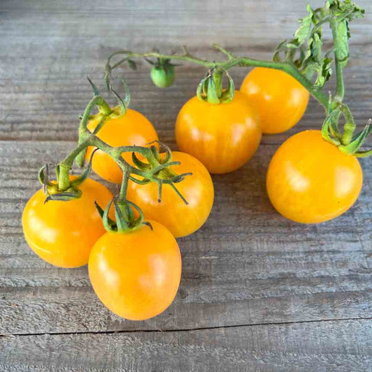 Graines de tomate topaz bio – La Ferme de Sainte Marthe