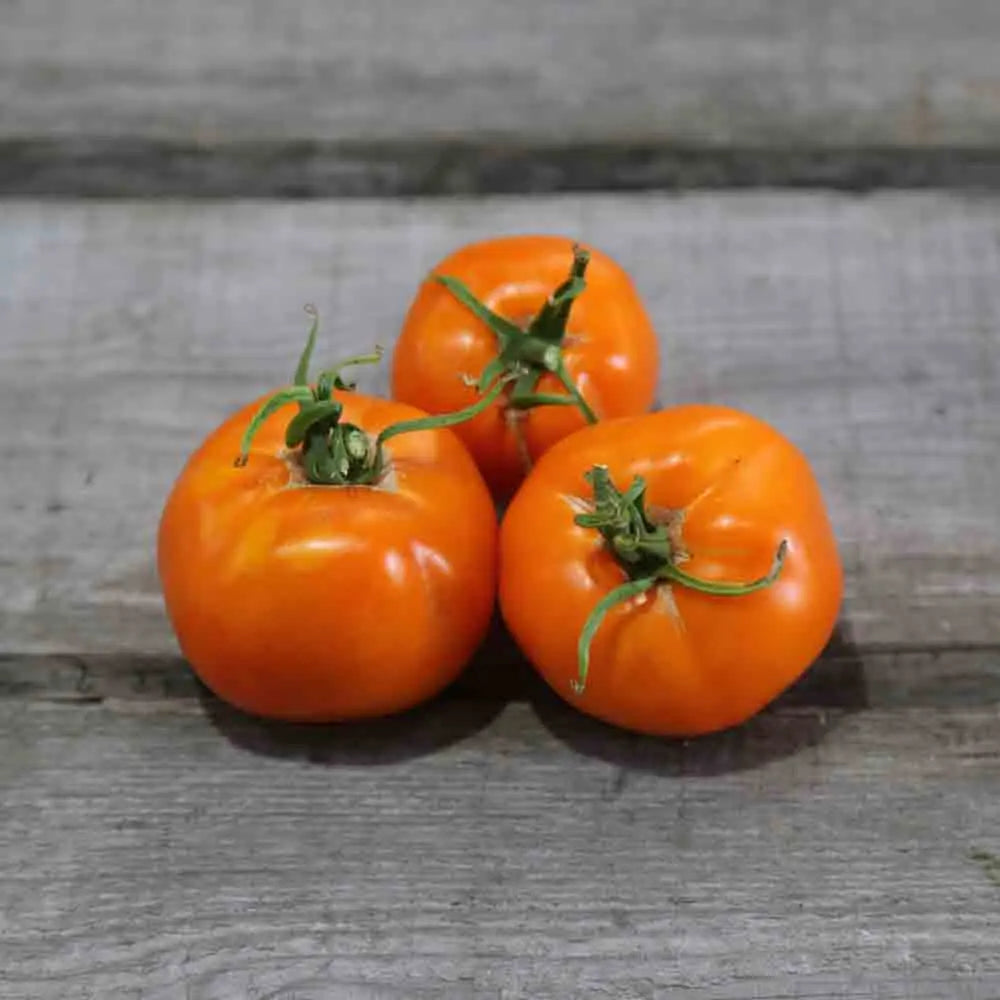 Graines de tomate valencia bio – La Ferme de Sainte Marthe