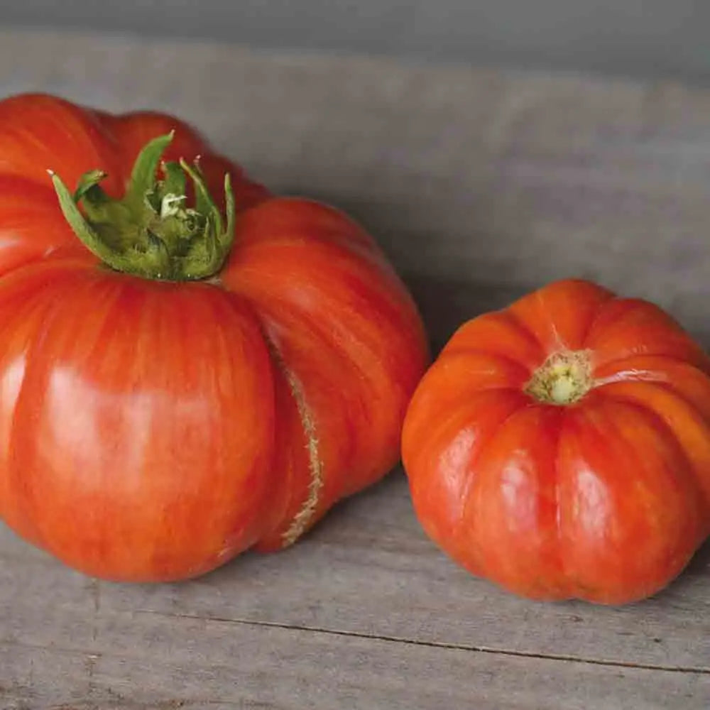 Graines de tomate vintage wine bio – La Ferme de Sainte Marthe