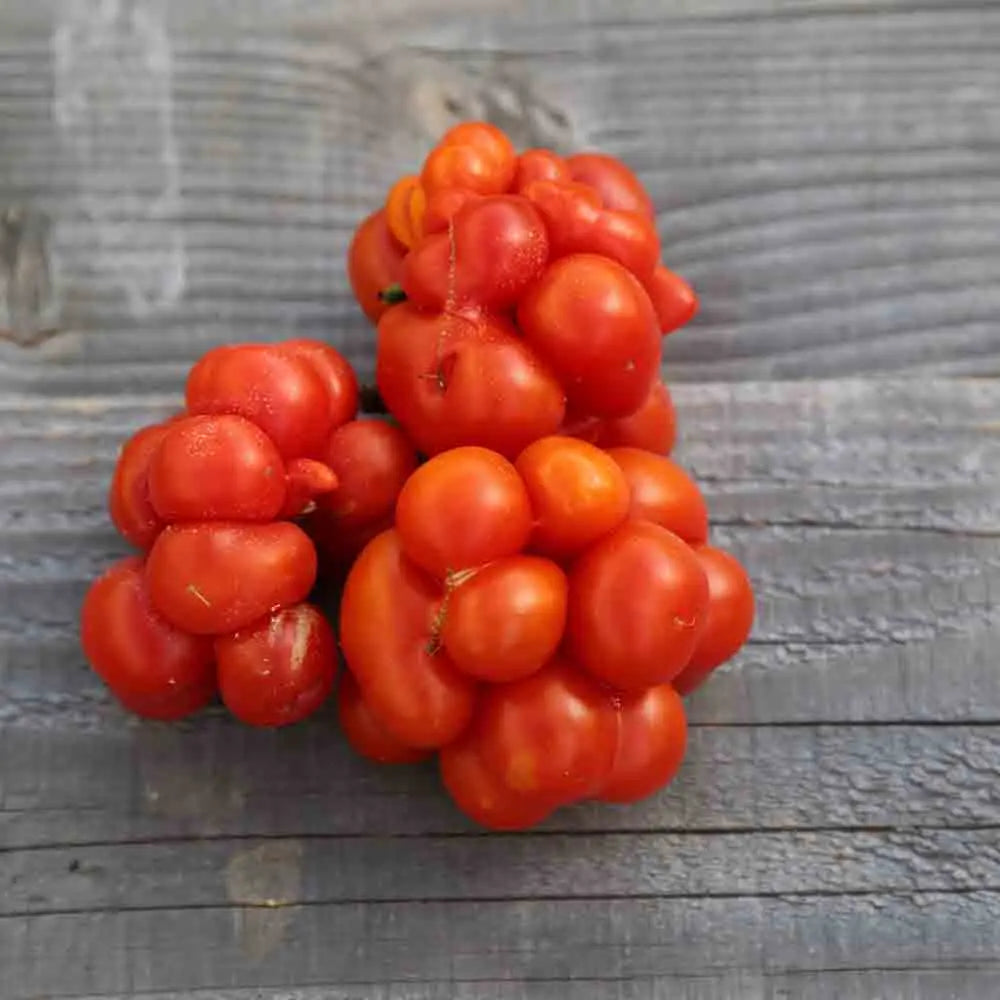 Graines de tomate voyage bio – La Ferme de Sainte Marthe