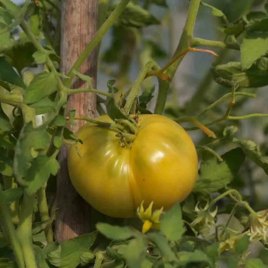 Graines de tomate white wonder bio – La Ferme de Sainte Marthe