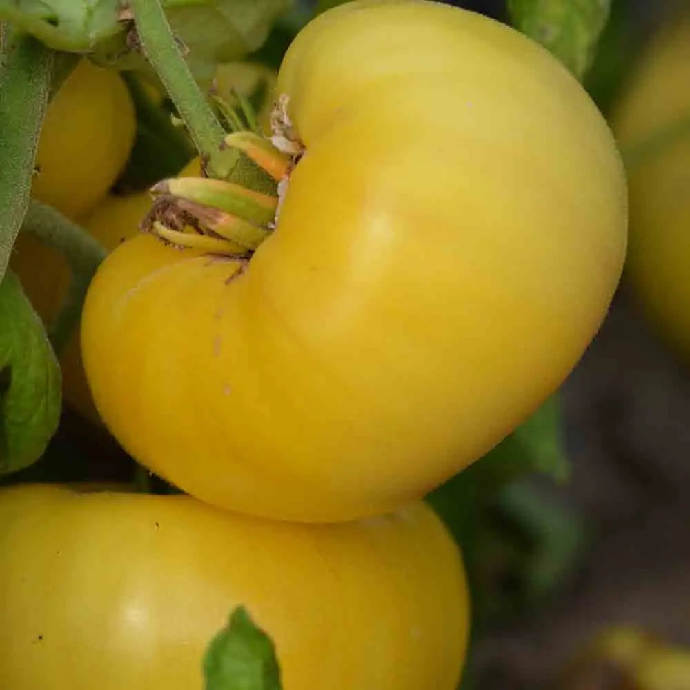 Graines de tomate yellow 1884 pinkheart bio – La Ferme de Sainte Marthe