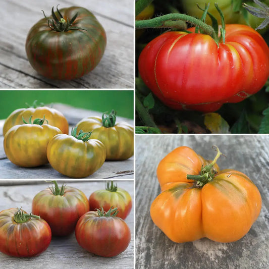 Graines de tomates à gros fruits en mélange bio – La Ferme de Sainte Marthe