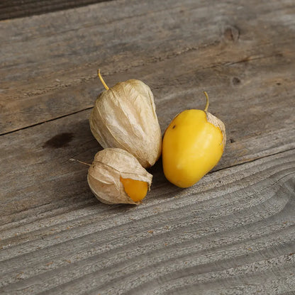 Graines de tomatillo queen of malinalco bio – La Ferme de Sainte Marthe