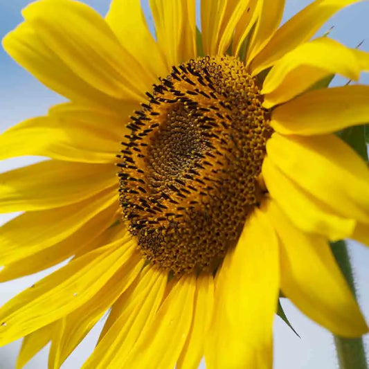 Graines de tournesol californien bio – La Ferme de Sainte Marthe
