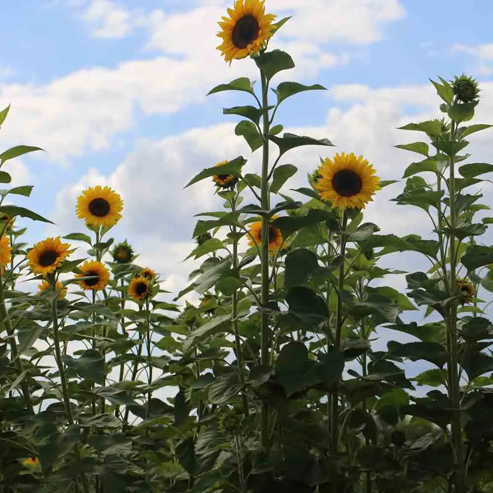 Graines de tournesol géant bio – La Ferme de Sainte Marthe