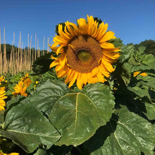 Graines de tournesol nain jaune simple sunspot bio – La Ferme de Sainte Marthe