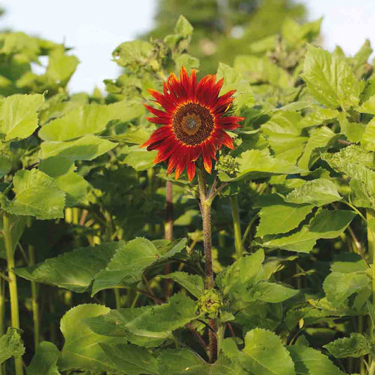 Graines de tournesol rouge bio – La Ferme de Sainte Marthe