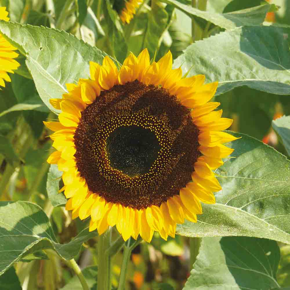 Graines de tournesol taiyo bio – La Ferme de Sainte Marthe